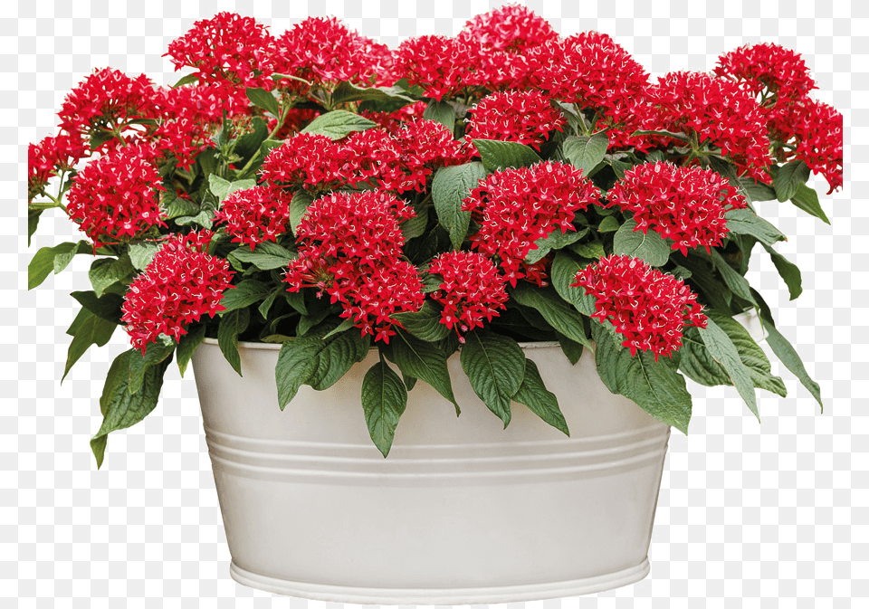 Pentas Flower On Pot, Dahlia, Pottery, Potted Plant, Planter Free Transparent Png