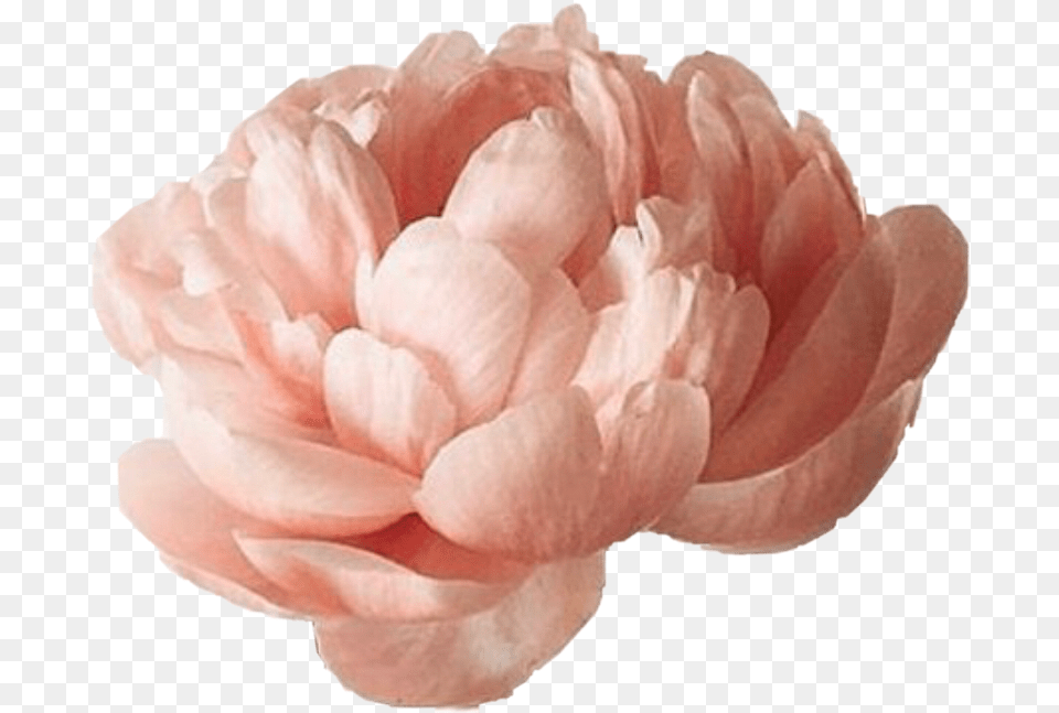 Peon Flower Sticker By Mikabek97 Aesthetic Peony, Dahlia, Petal, Plant, Rose Free Png
