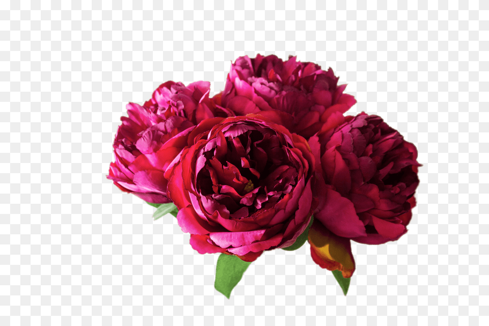 Peonies, Flower, Plant, Rose Free Png Download