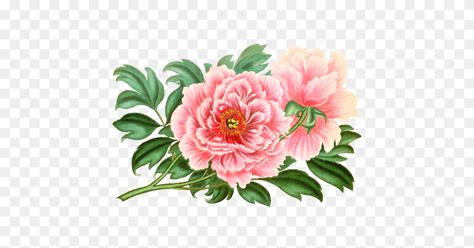 Peonies, Dahlia, Flower, Plant, Pattern Free Png Download