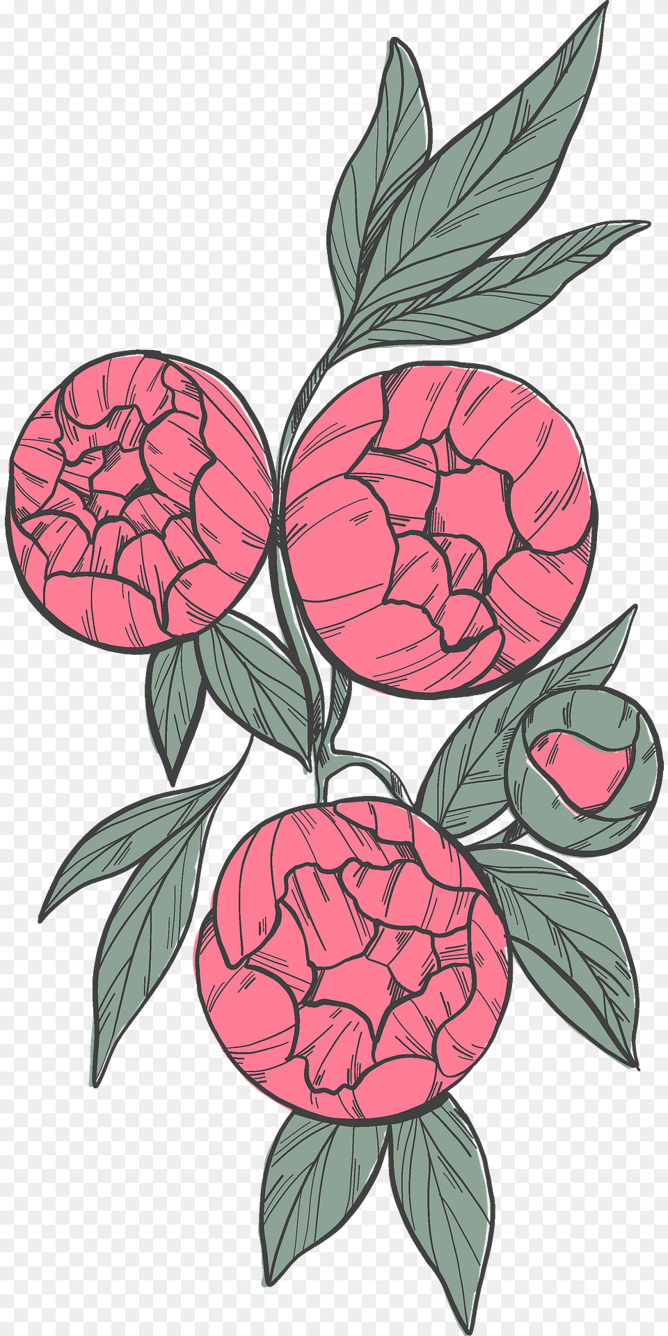Peonies Clipart, Flower, Pattern, Plant, Art Png Image