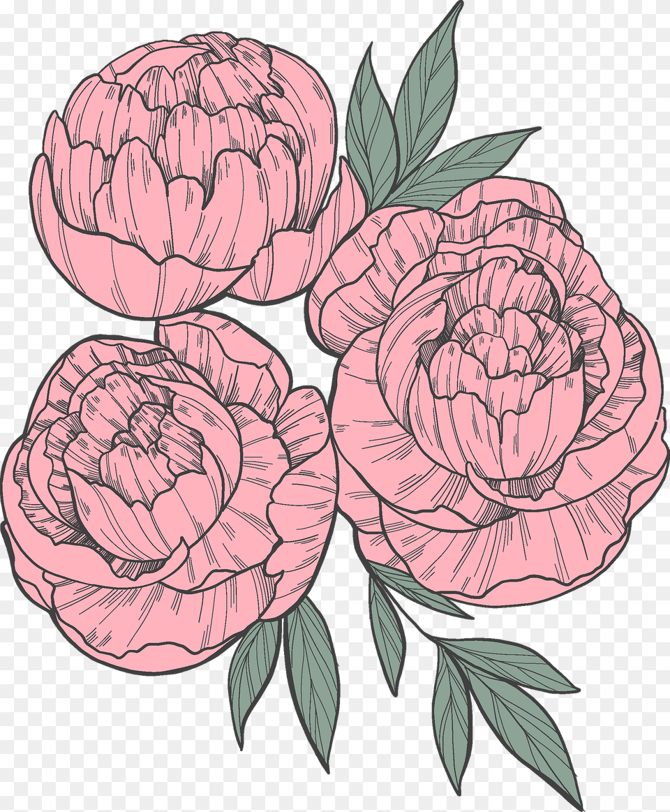 Peonies Clipart, Carnation, Flower, Plant, Art Png