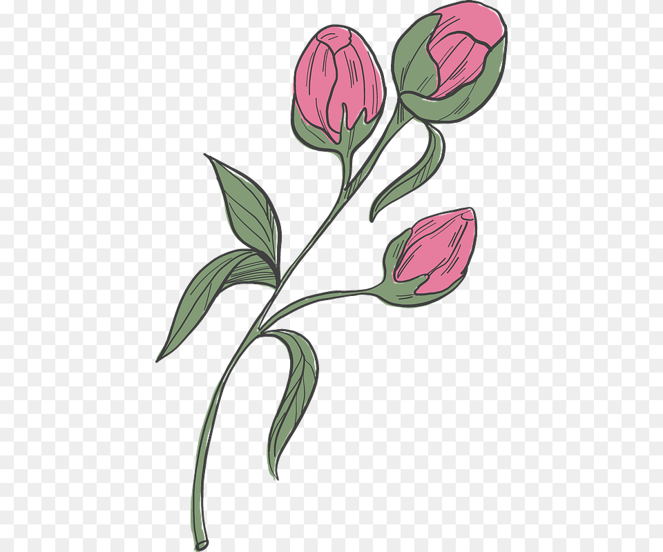 Peonies Clipart Tulipa Humilis, Art, Floral Design, Graphics, Pattern Free Png