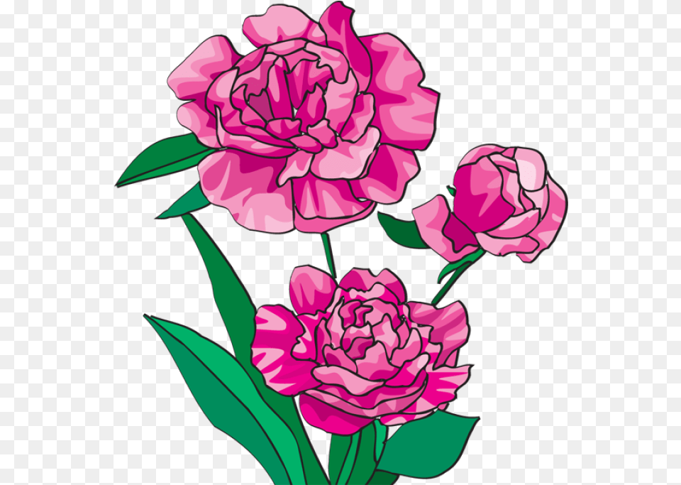 Peonies Download Clip Clipart Peony, Carnation, Flower, Plant, Rose Free Png