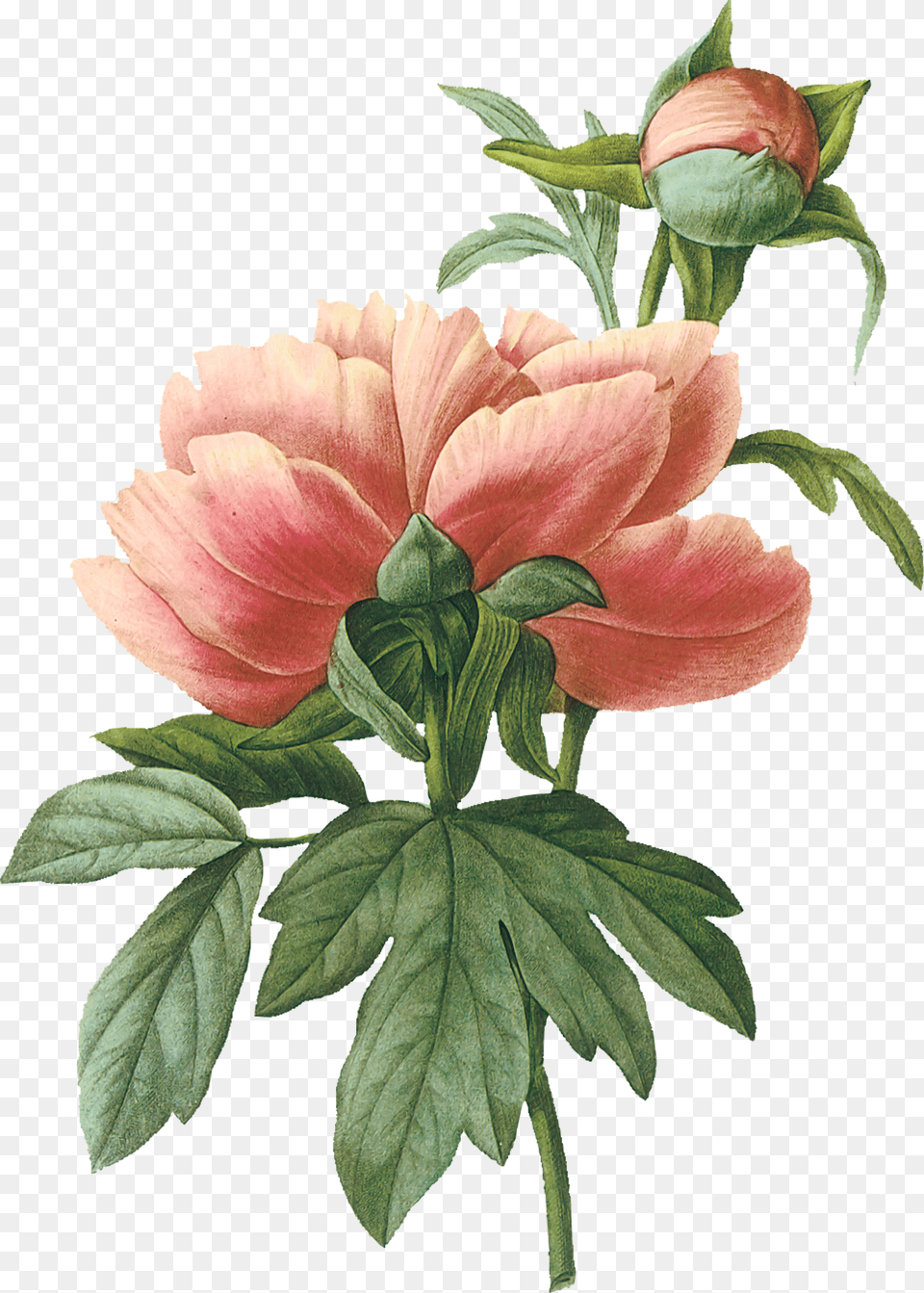 Peonies Flower Painting On Book Pages, Plant, Dahlia, Rose, Acanthaceae Free Png Download