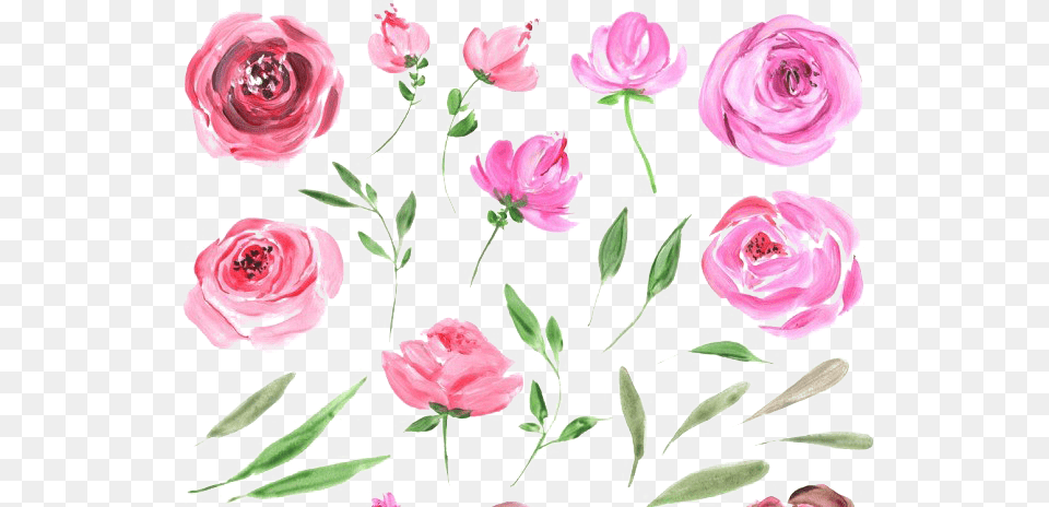 Peonies Free Water Color Rose, Flower, Plant, Art, Graphics Png