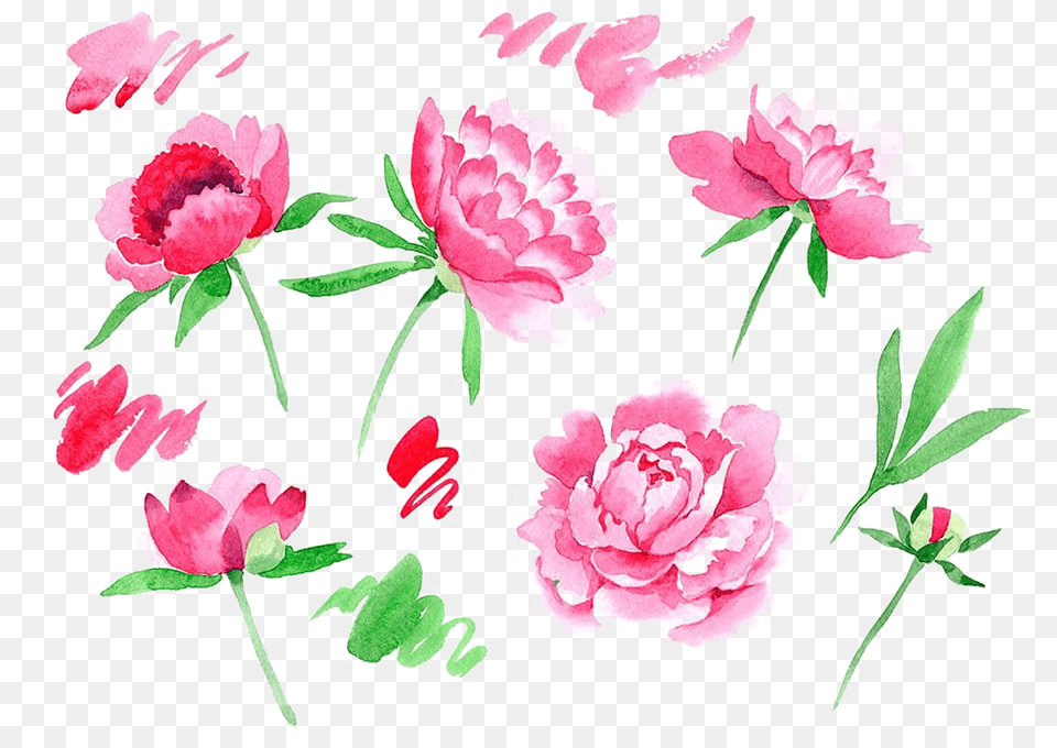 Peonies Image Common Peony, Carnation, Flower, Plant, Rose Free Png