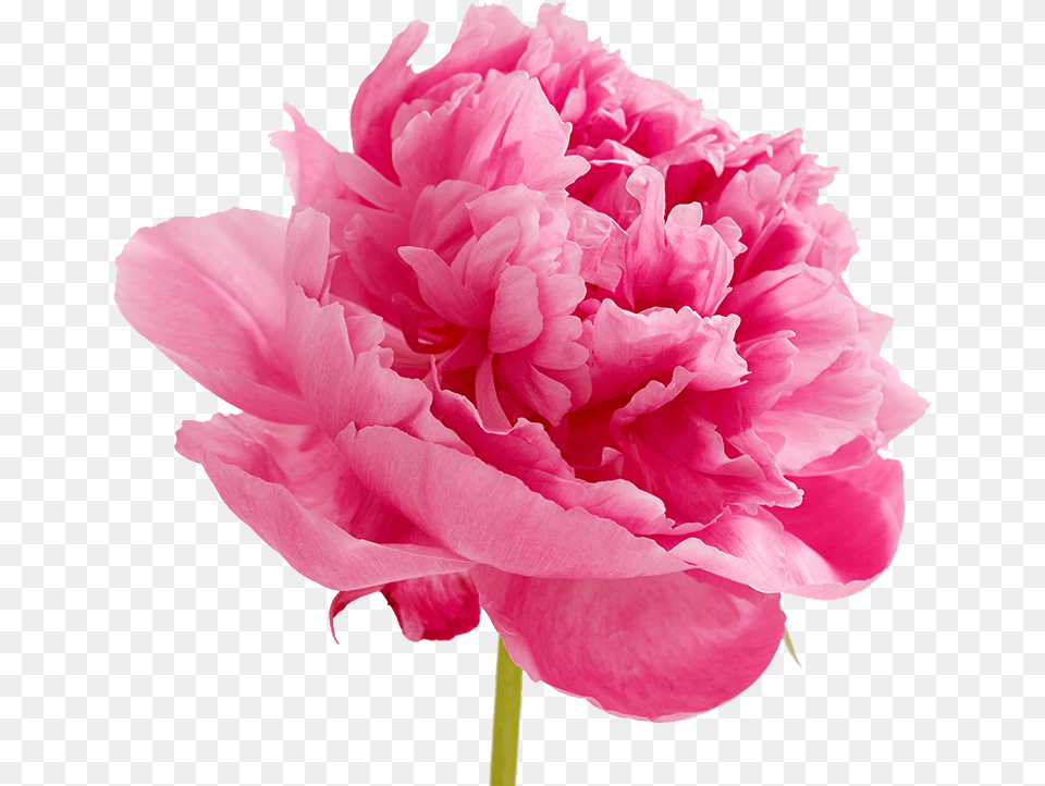 Peonies Pink Carnation Flowers Clipart, Flower, Plant, Rose, Peony Png Image