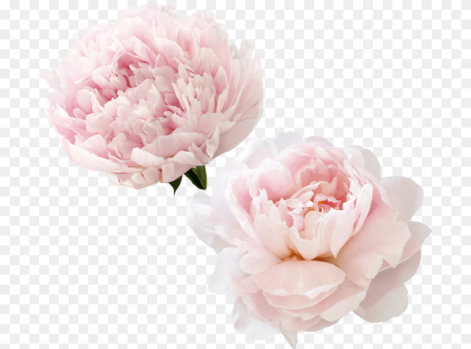 Peonies Transparent Image Peony Flower, Plant, Rose, Carnation, Dahlia Free Png Download