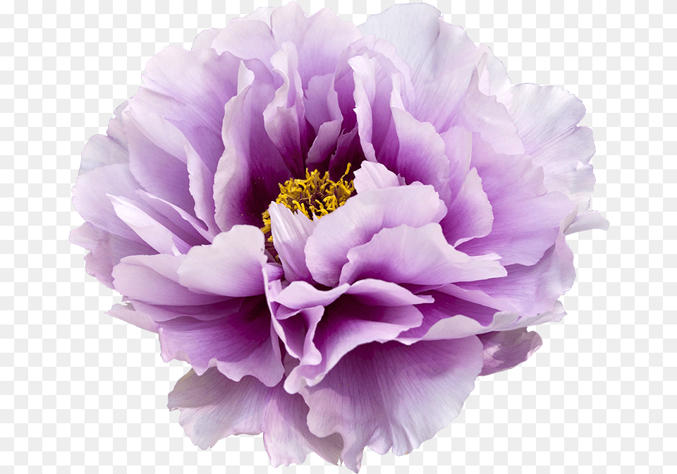 Peonies Transparent Images Peony Flower, Plant, Rose, Dahlia Free Png Download