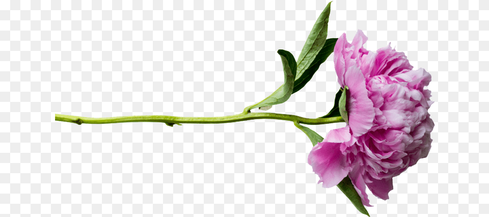 Peonies Transparent Peony Transparent, Carnation, Flower, Plant, Rose Png Image