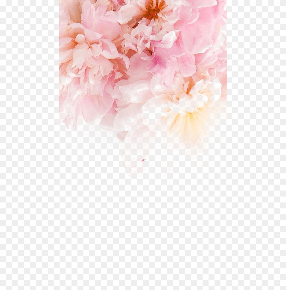 Peonies Wallpaper Iphone Chloe 2016, Flower, Petal, Plant, Dahlia Free Transparent Png