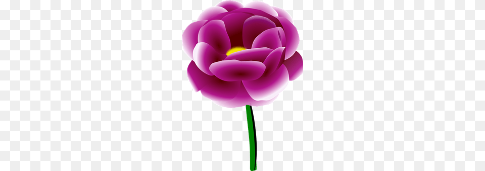 Peony Flower, Plant, Dahlia, Rose Png Image