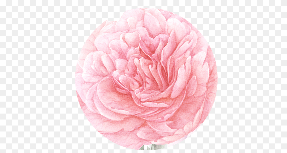Peony Transparentpng Persian Buttercup, Carnation, Flower, Plant, Rose Png