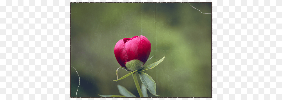 Peony Sprout, Rose, Bud, Plant Free Png