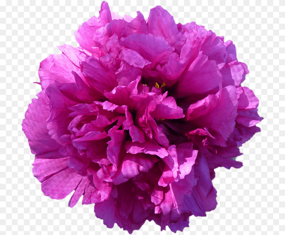 Peony, Carnation, Flower, Geranium, Plant Free Png Download