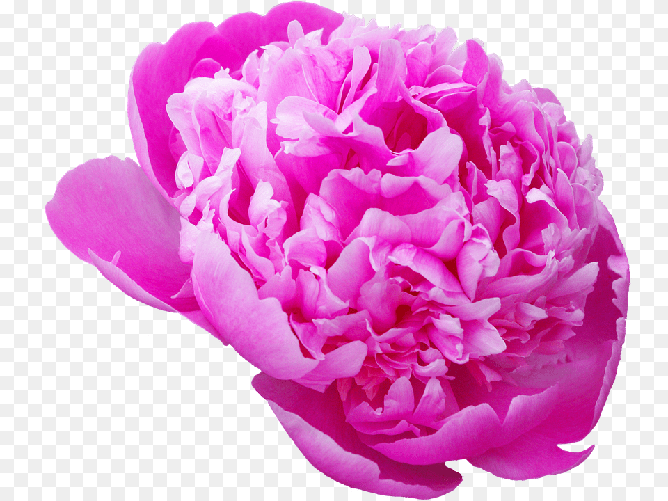 Peony Flower, Plant, Rose, Carnation Free Transparent Png