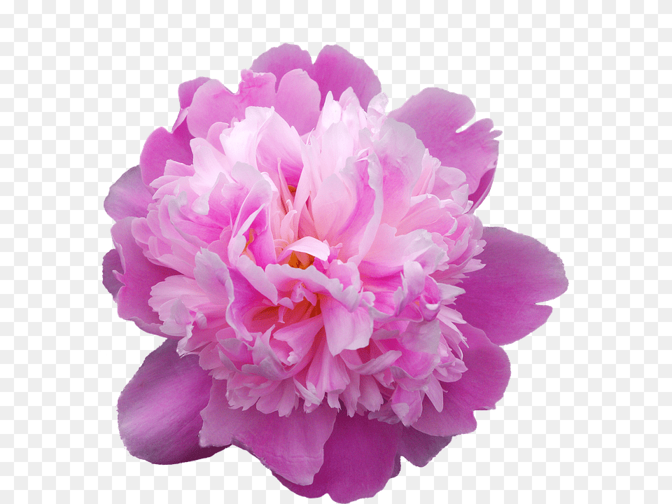 Peony Dahlia, Flower, Plant, Rose Png