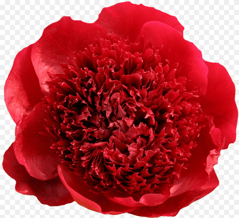 Peony, Flower, Plant, Rose, Carnation Png Image