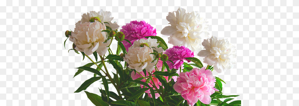Peony Dahlia, Flower, Plant, Carnation Free Transparent Png