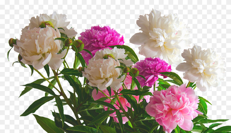 Peony Flower, Plant, Dahlia, Flower Arrangement Png Image