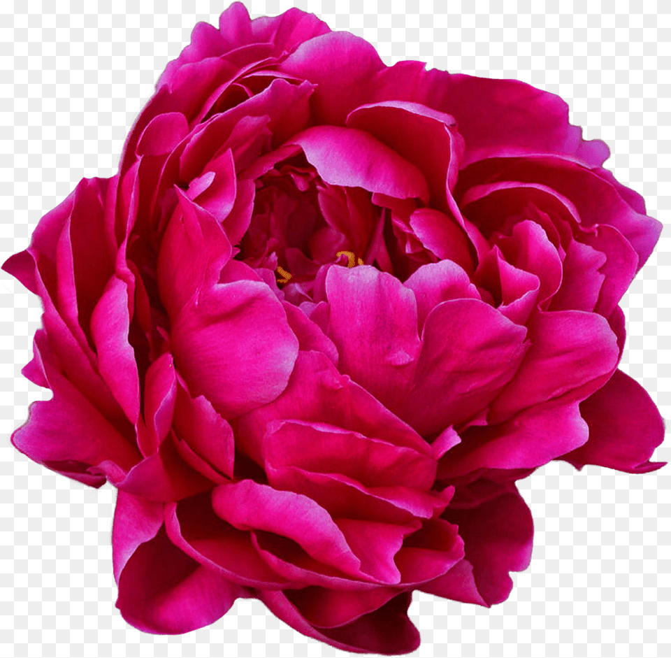 Peony, Flower, Plant, Geranium, Rose Png Image