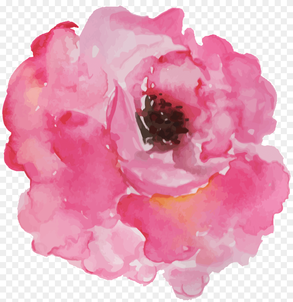 Peony, Flower, Petal, Plant, Rose Png Image