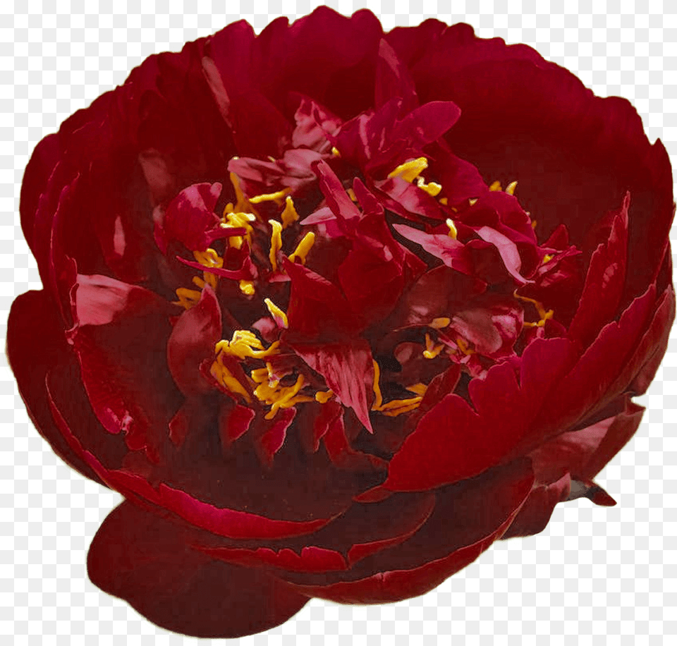 Peony, Flower, Plant, Rose, Petal Free Transparent Png