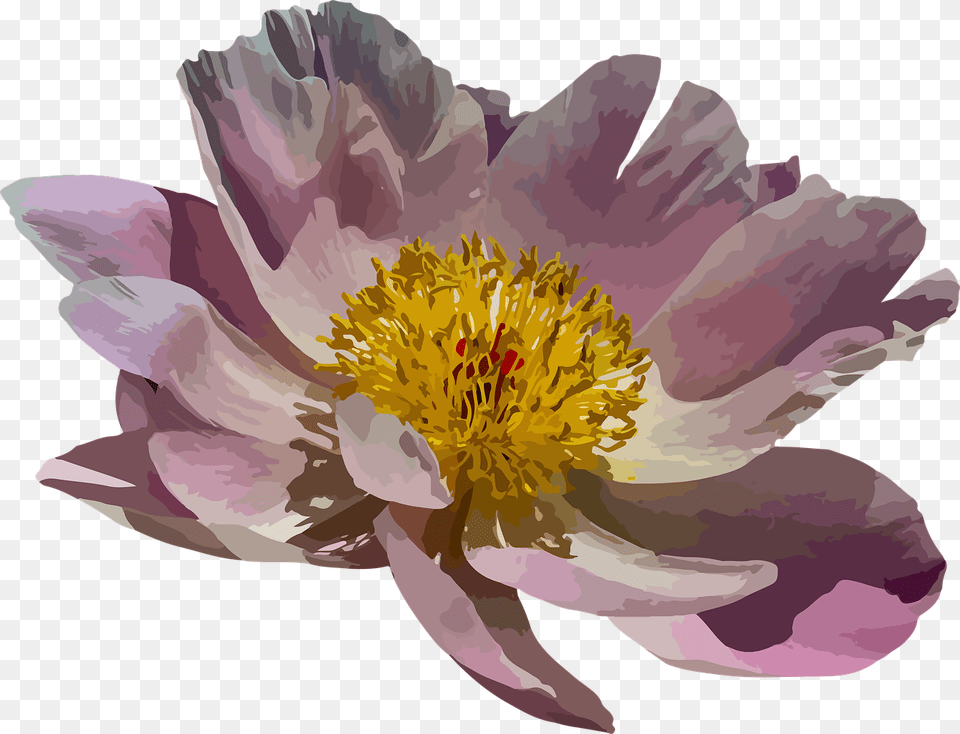 Peony Blossom Bloom Pink Nature Spring Peonies Water Lily, Flower, Petal, Plant, Pollen Free Transparent Png