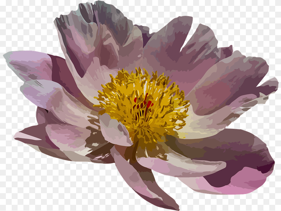 Peony Blossom Bloom Water Lily, Flower, Plant, Pollen, Petal Png