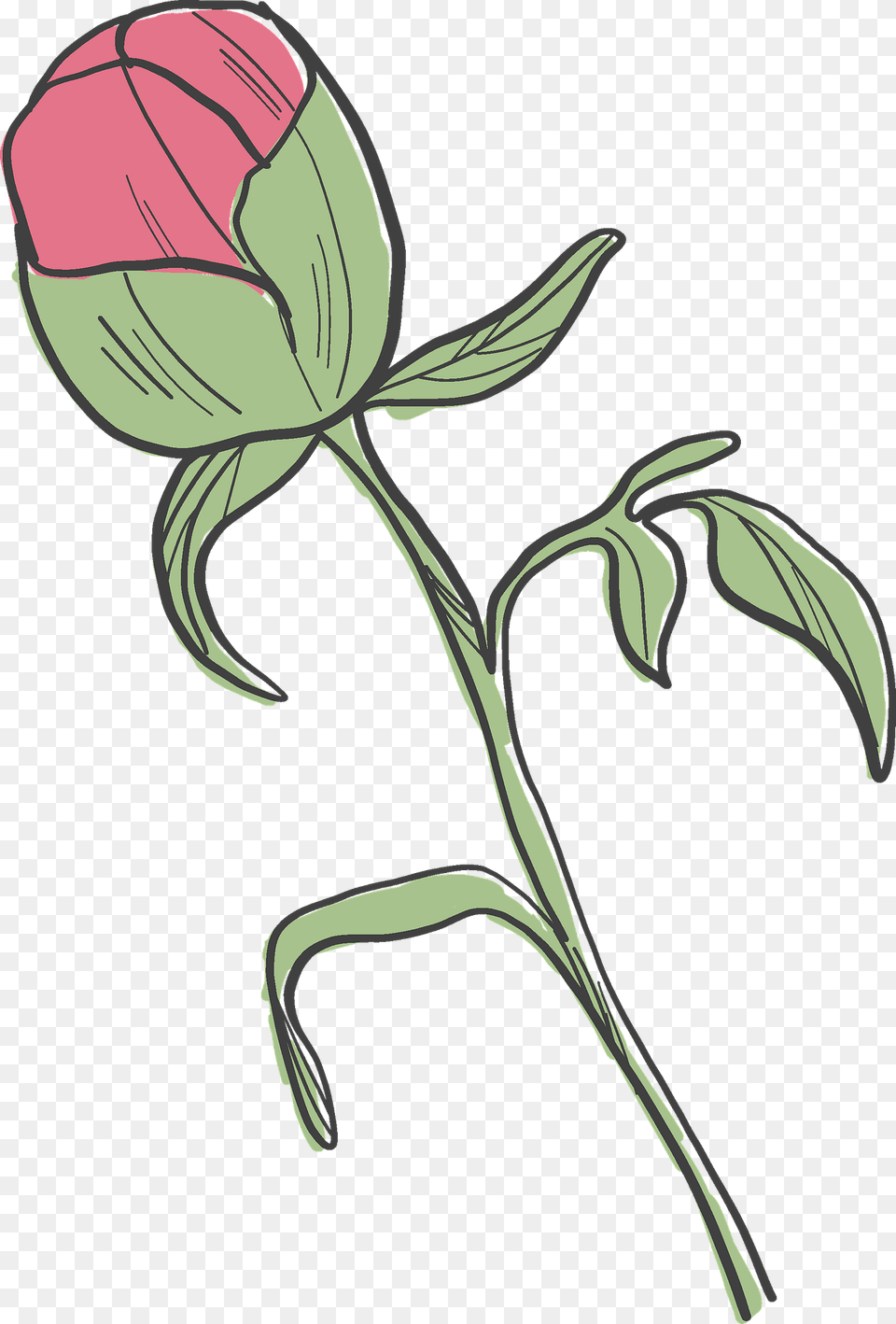 Peony Bud Clipart, Flower, Plant, Rose, Art Png Image