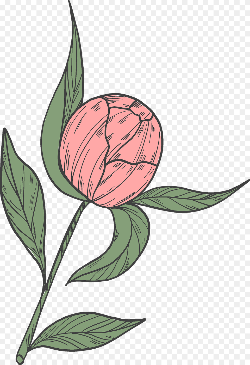 Peony Bud Clipart, Flower, Leaf, Plant, Art Png