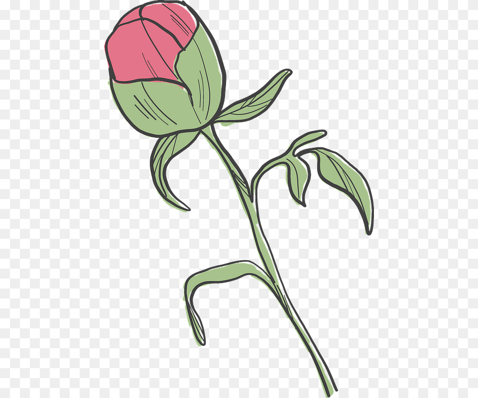 Peony Bud Clipart Common Peony, Flower, Plant, Rose, Art Free Transparent Png