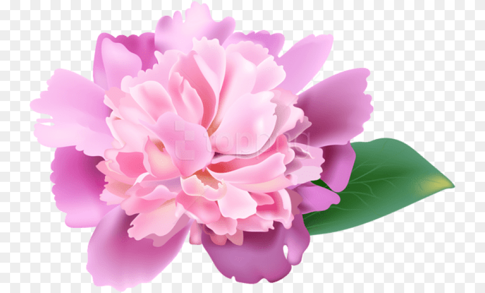 Peony Cherry Blossom Realistic Flower Clip Art, Carnation, Plant, Rose Png