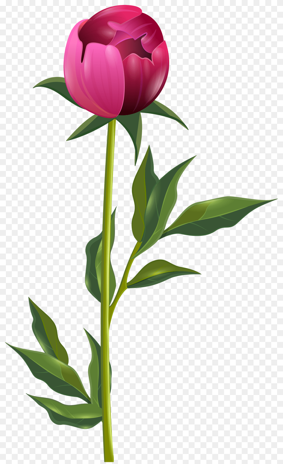 Peony Clip Art, Flower, Plant, Tulip Free Png