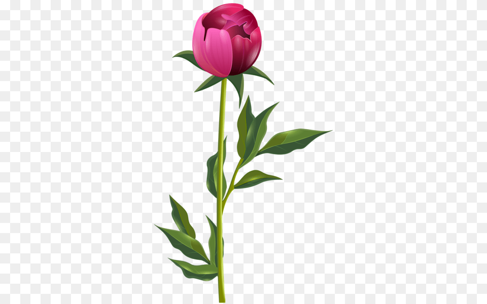 Peony Clip Art Desenhos Art Clip, Flower, Plant, Tulip, Rose Free Png