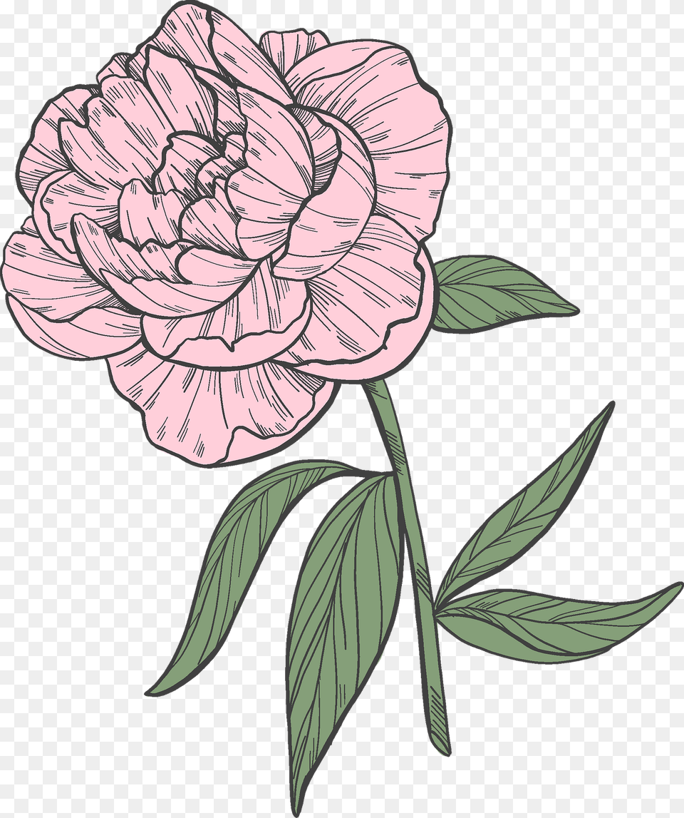 Peony Clipart, Carnation, Flower, Plant, Art Free Png Download