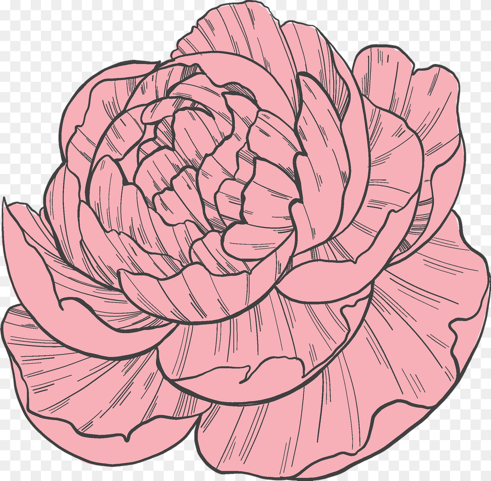 Peony Clipart, Carnation, Flower, Plant, Dahlia Png