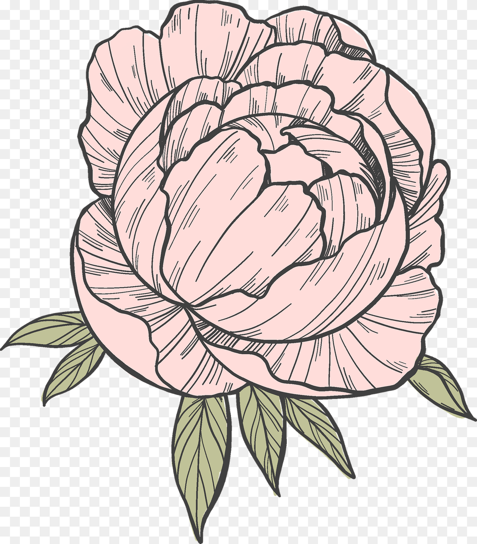 Peony Clipart, Food, Produce, Baby, Person Png Image