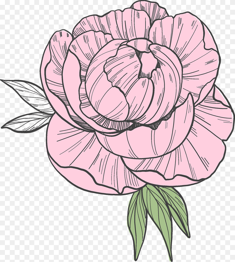 Peony Clipart, Art, Drawing, Flower, Plant Png