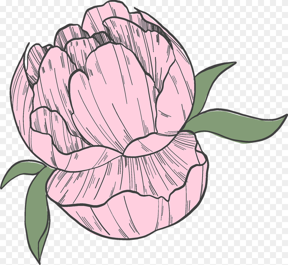 Peony Clipart, Carnation, Flower, Plant, Person Free Transparent Png