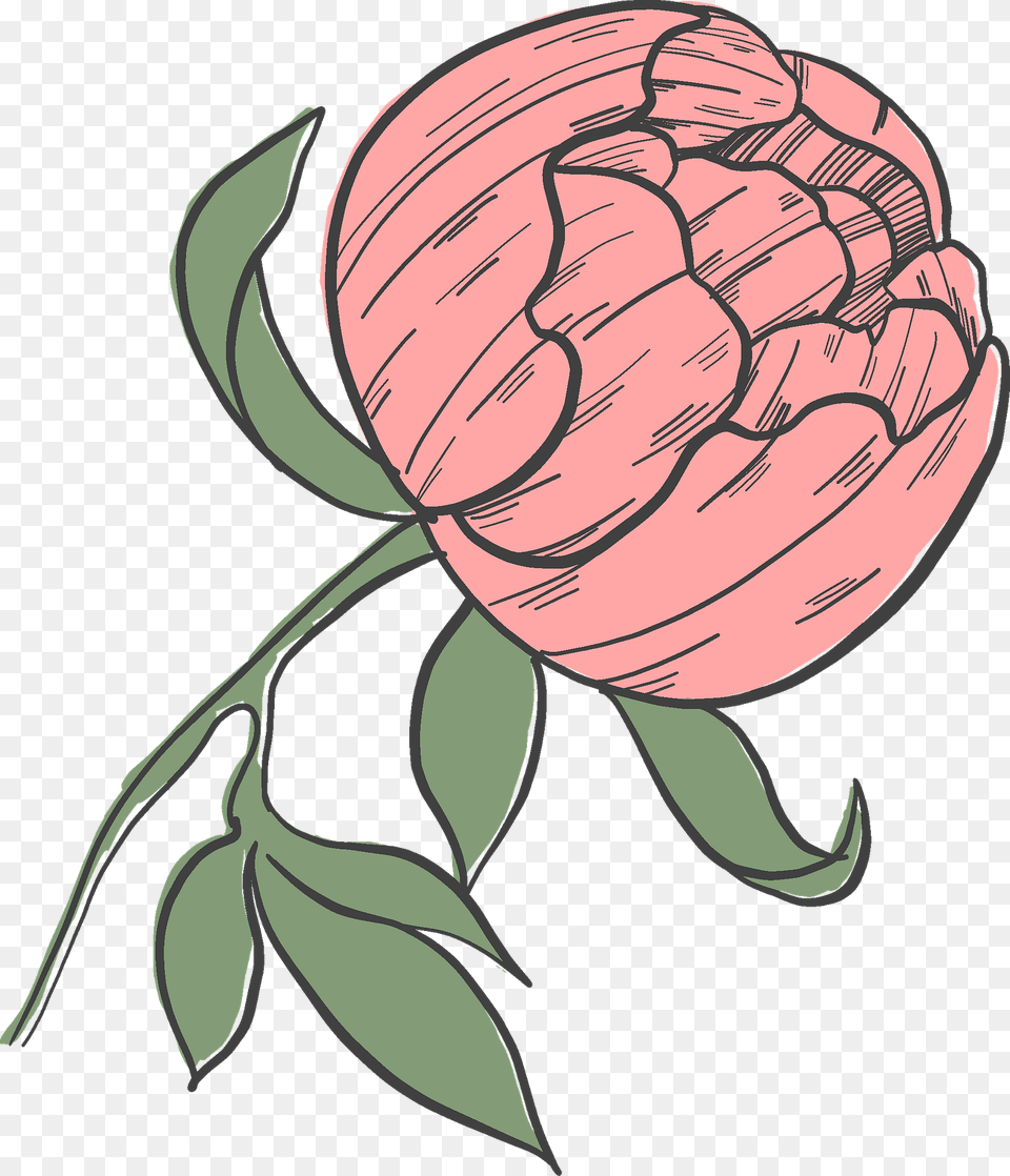 Peony Clipart, Dahlia, Flower, Plant, Person Free Transparent Png