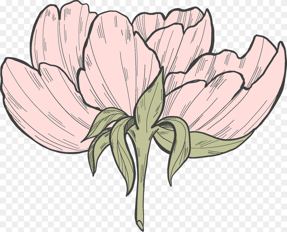 Peony Clipart, Art, Flower, Plant, Petal Free Png Download