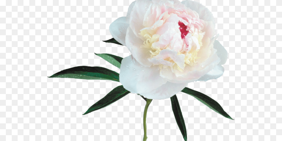 Peony Clipart Background Peony, Flower, Plant, Rose Free Png Download