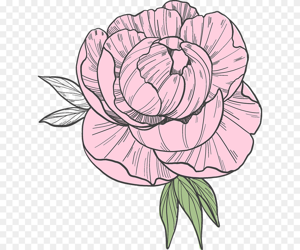 Peony Clipart Persian Buttercup, Art, Drawing, Flower, Plant Free Png