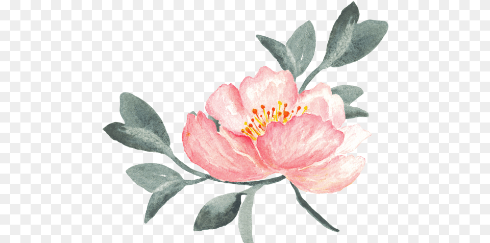 Peony Clipart Swag, Flower, Petal, Plant, Anther Free Transparent Png