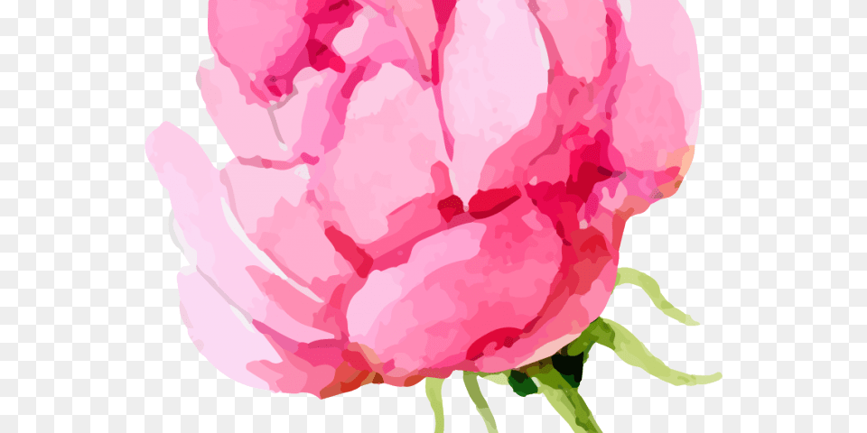 Peony Clipart Transparent Background Peony, Flower, Petal, Plant, Rose Png