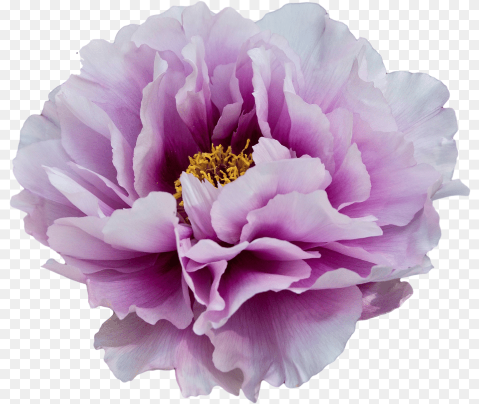 Peony Clipart Transparent Background Purple Flowers White And Purple Peony, Flower, Plant, Rose, Dahlia Png