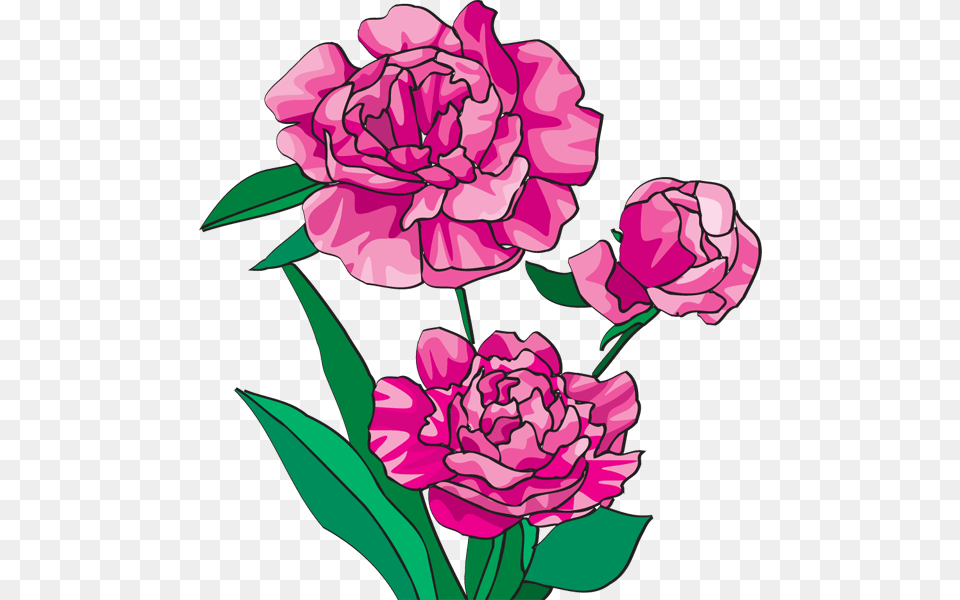 Peony Cliparts, Carnation, Flower, Plant, Rose Free Png