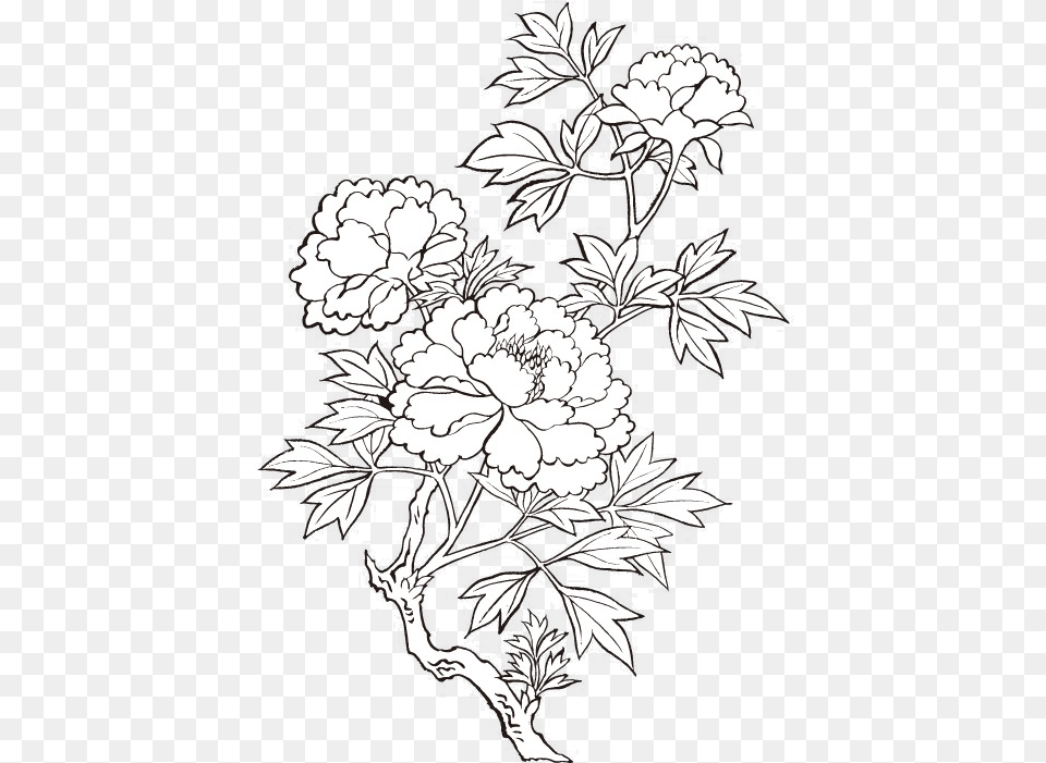 Peony Drawing Flower Painting Peony Drawing Transparent, Art, Floral Design, Graphics, Pattern Png
